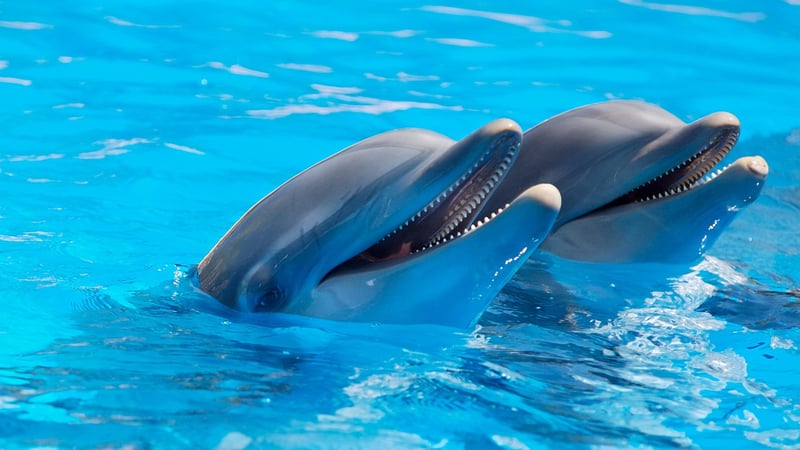 Playful Dolphins